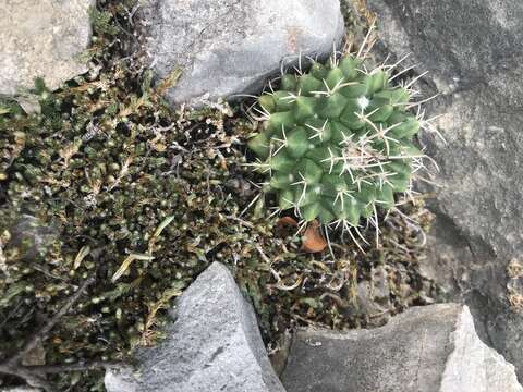 Image of Mammillaria compressa subsp. compressa