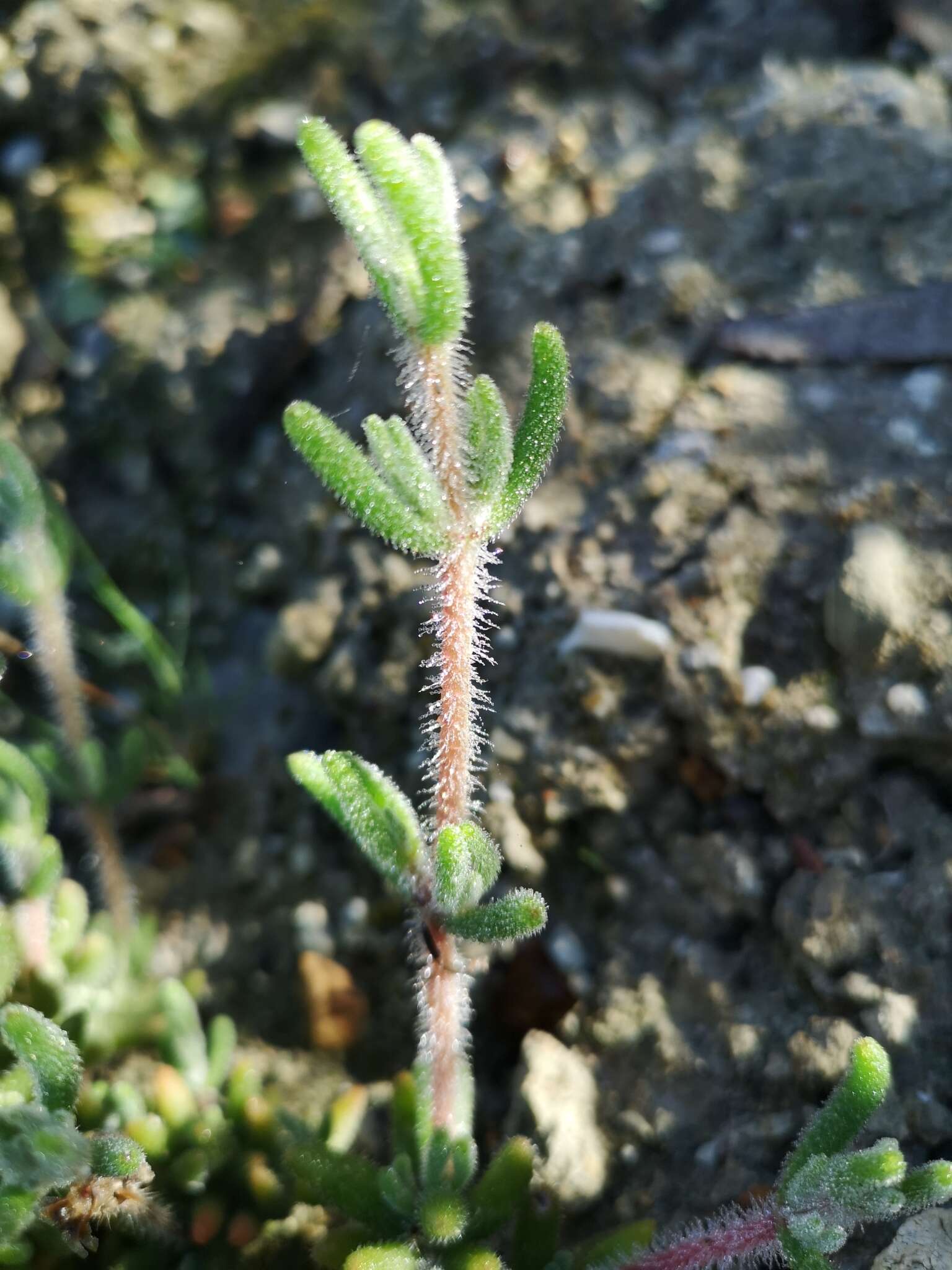 Imagem de Drosanthemum hispifolium (Haw.) Schwant.