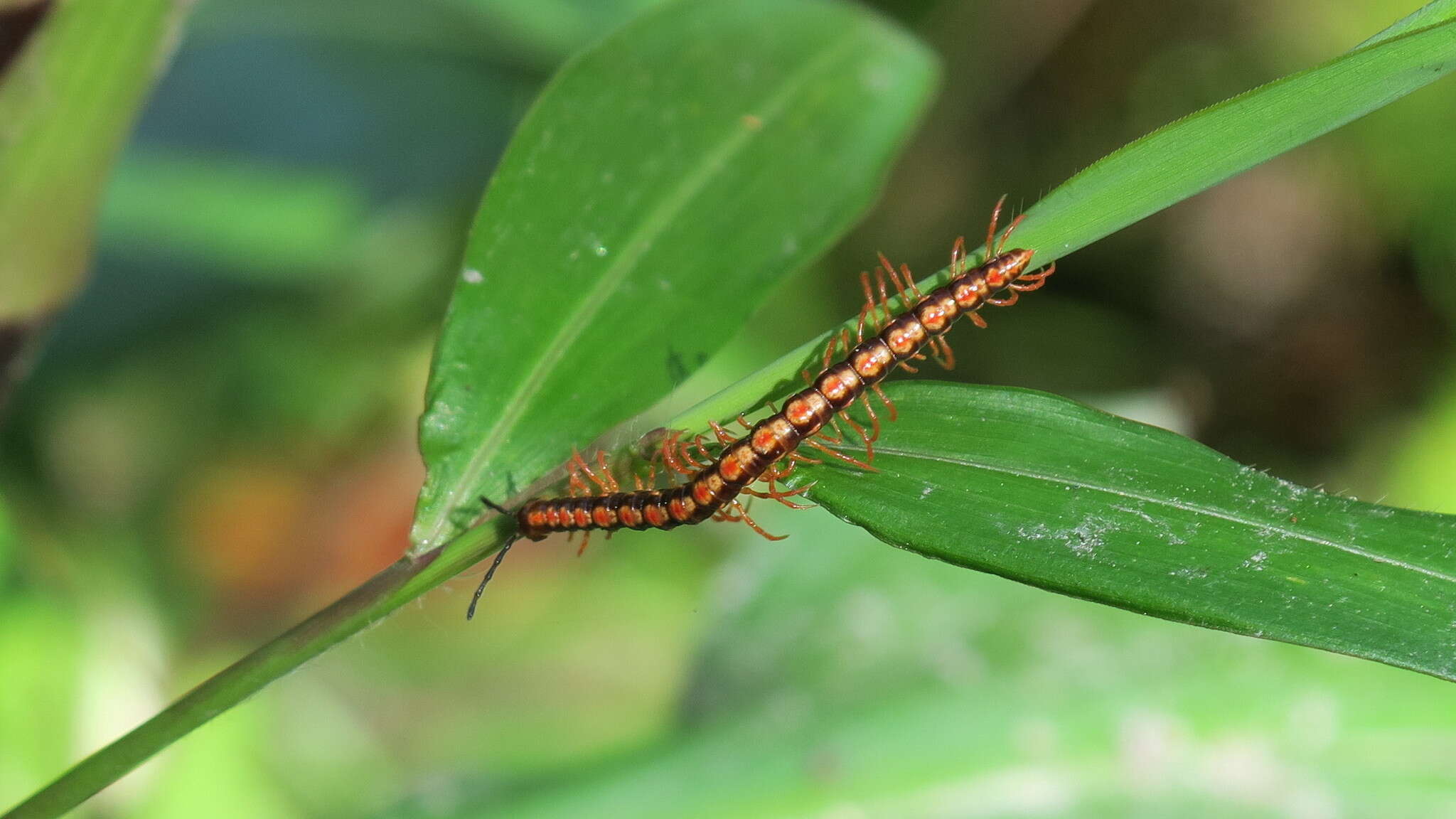 Image of Millipede