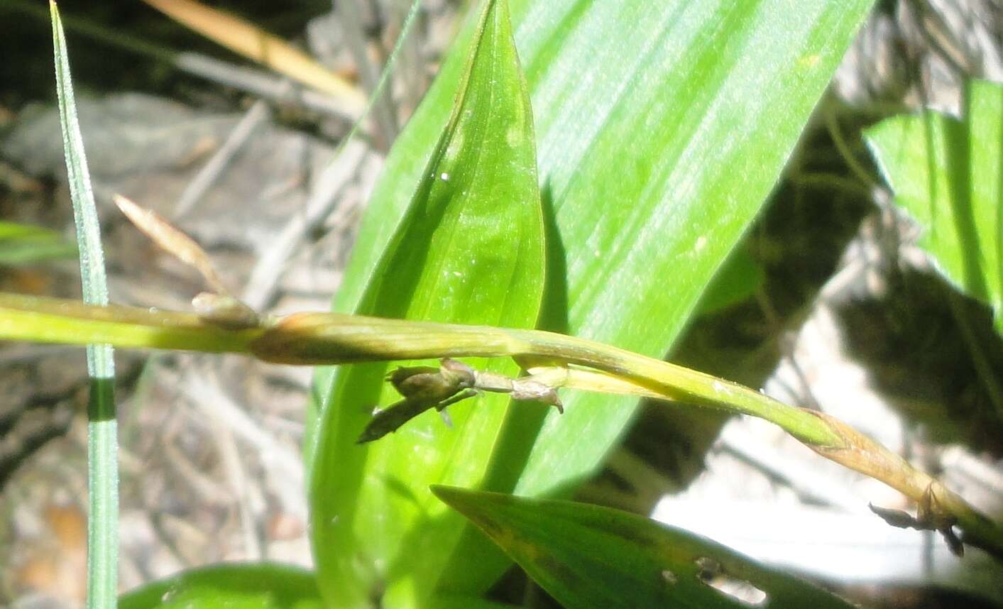 Carex siderosticta Hance resmi