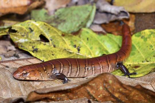 Image de Diploglossus monotropis (Kuhl 1820)