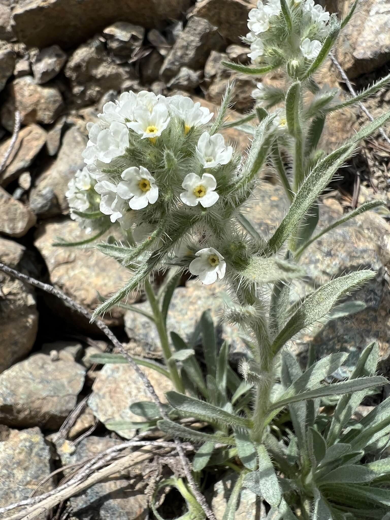 Image of Thompson's cryptantha