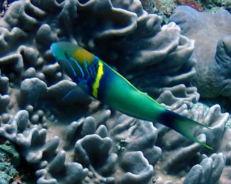 Image of Goldbar wrasse