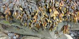 Image de Fucus spiralis