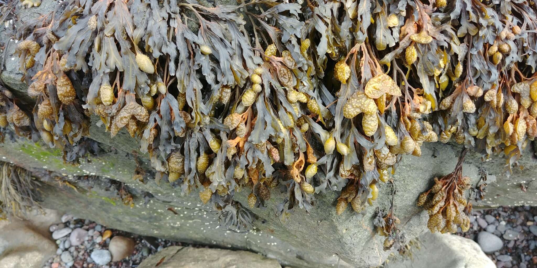 Plancia ëd Fucus spiralis