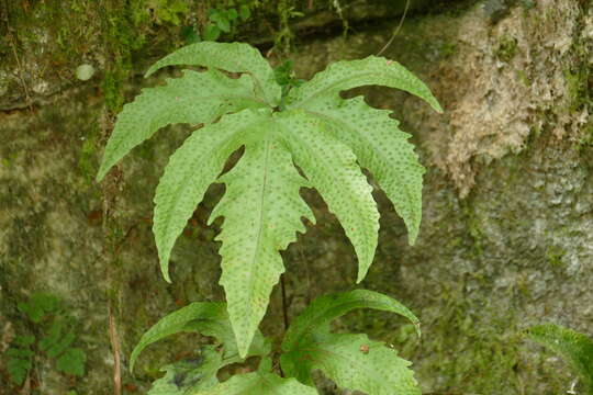 Image of Broad Halberd Fern