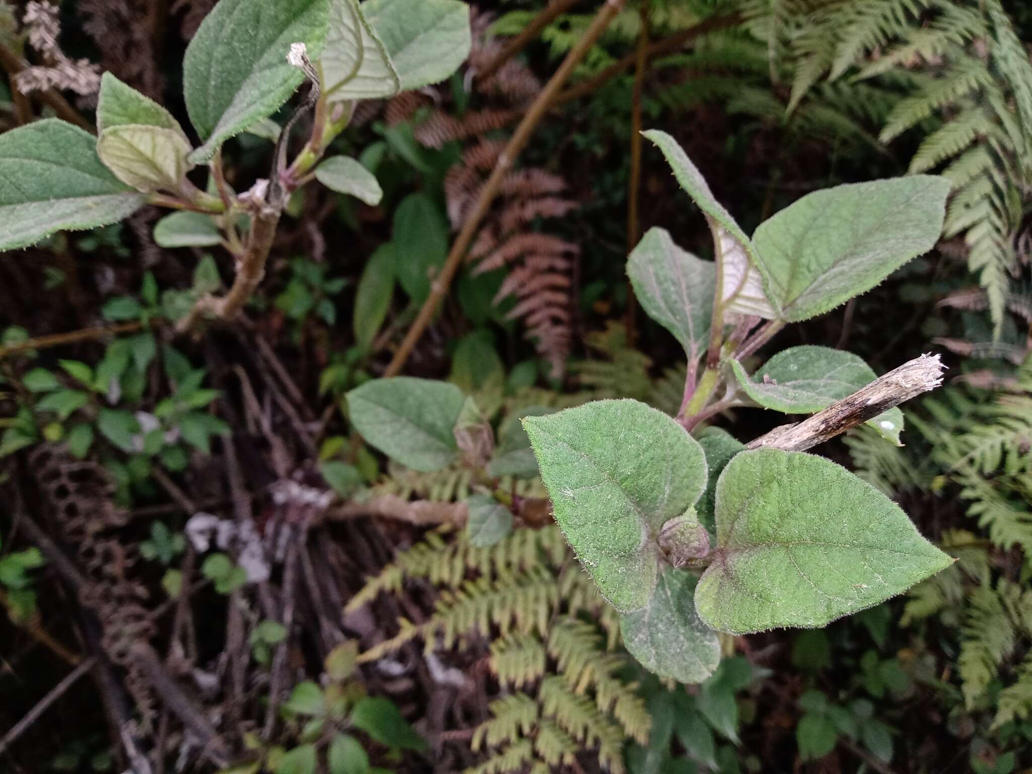 Image of Sinclairia polyantha (Klatt) Rydb.