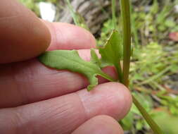 Image of Rumex lativalvis Meisn.