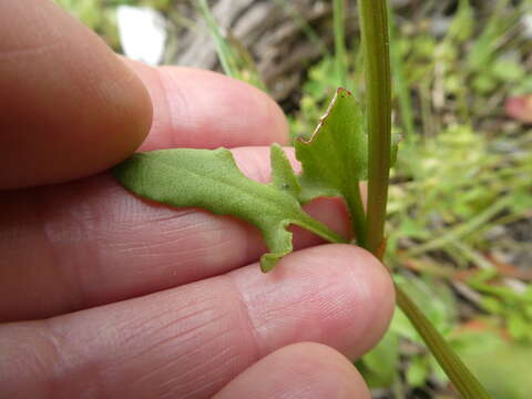 Image of Rumex lativalvis Meisn.