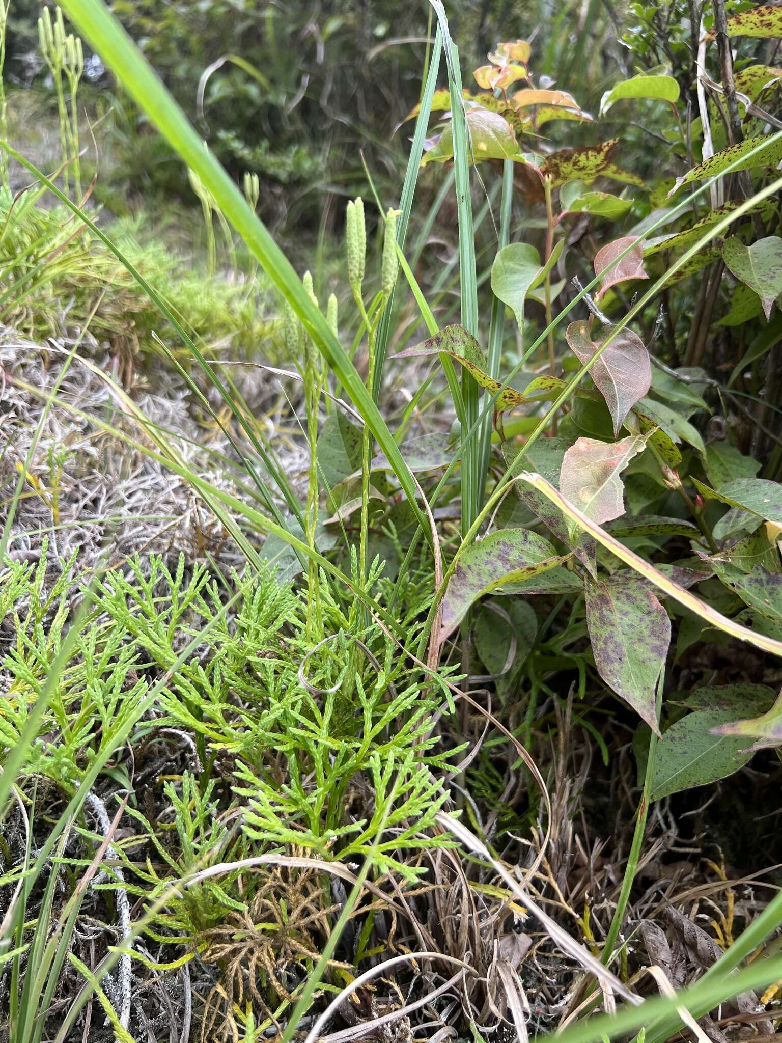 Image de Diphasiastrum yueshanense (C. M. Kuo) Holub