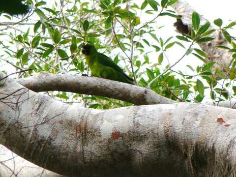 Image of Ouvea Parakeet