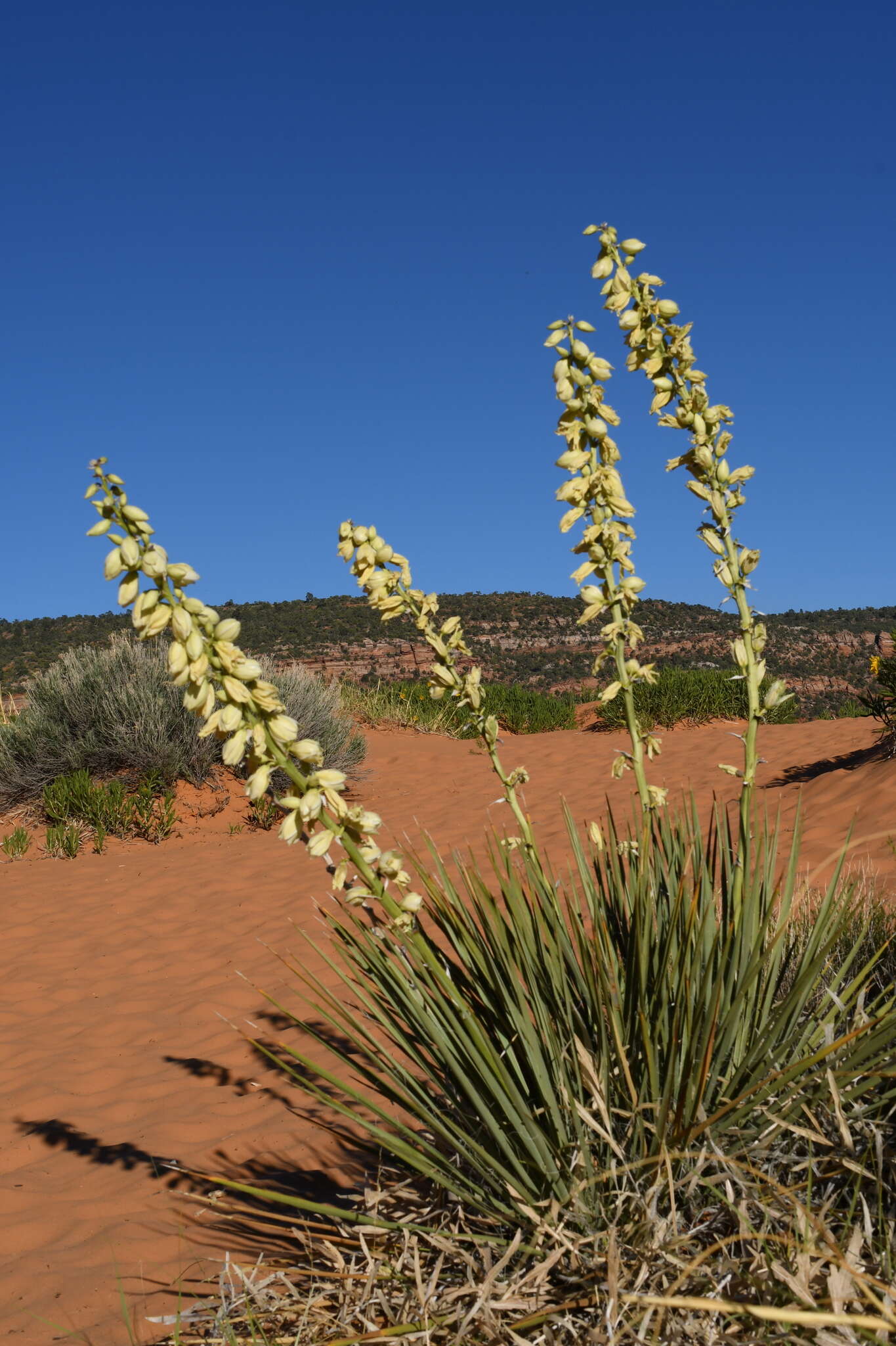 Image de Yucca angustissima var. kanabensis (McKelvey) Reveal