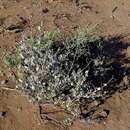 Image of Atriplex vestita (Thunb.) Aell.