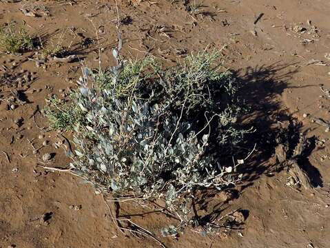 Image of Atriplex vestita (Thunb.) Aell.