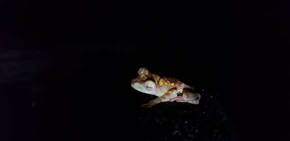 Image of Harlequin Tree Frog