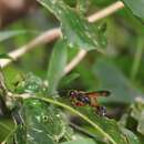 Isodontia aurifrons (F. Smith 1859)的圖片