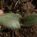 Image of Lachenalia comptonii W. F. Barker