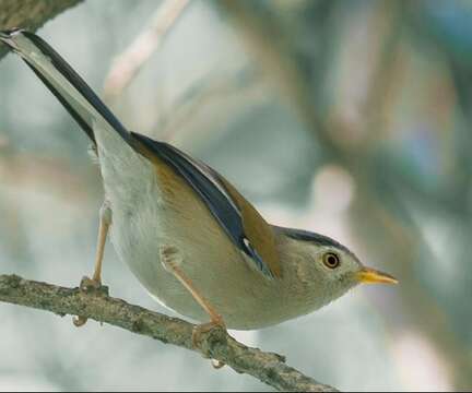 Image of Blue-winged Minla