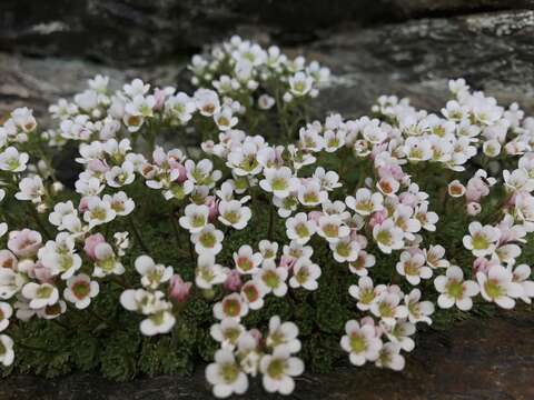 Sivun Saxifraga nevadensis Boiss. kuva