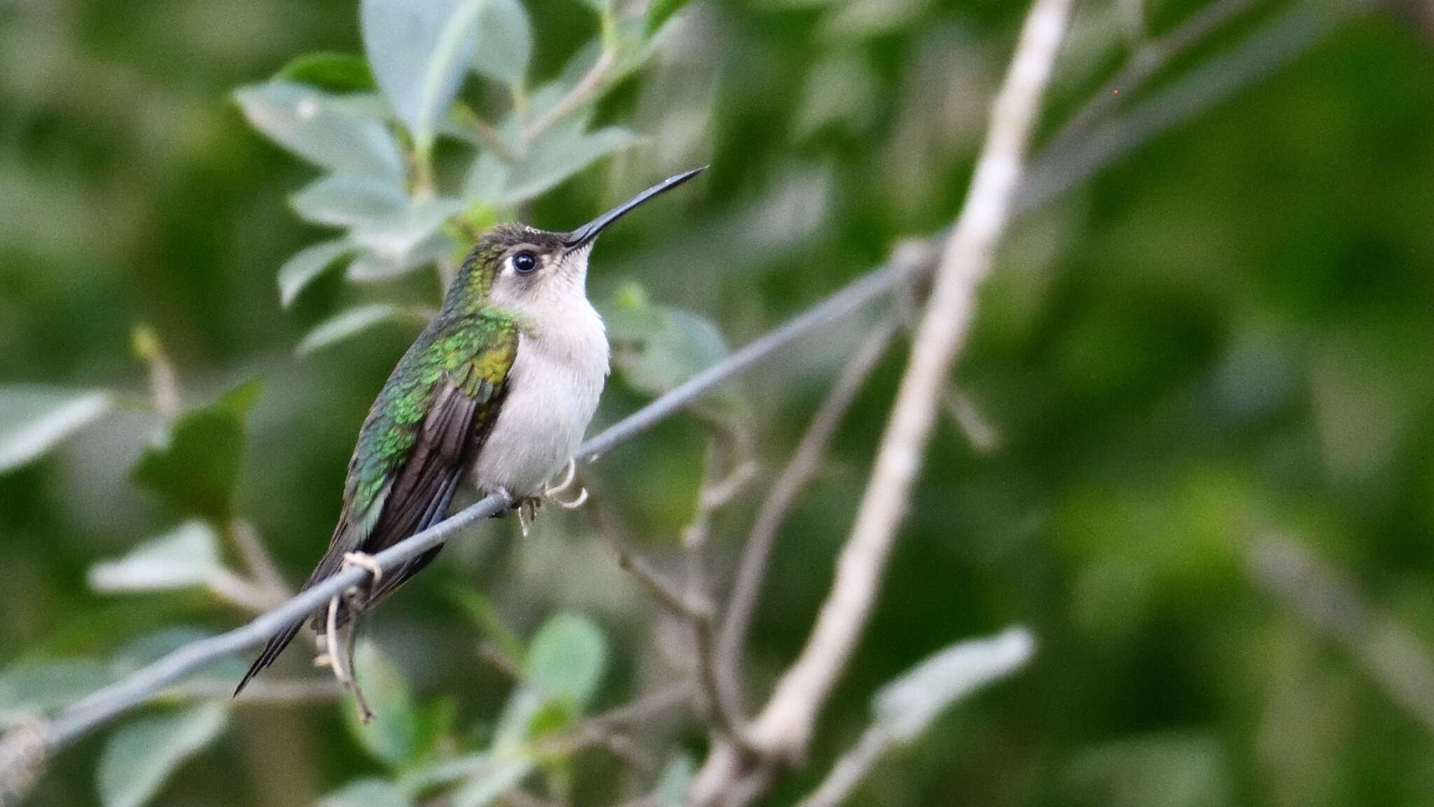 Image of Curve-winged Sabrewing