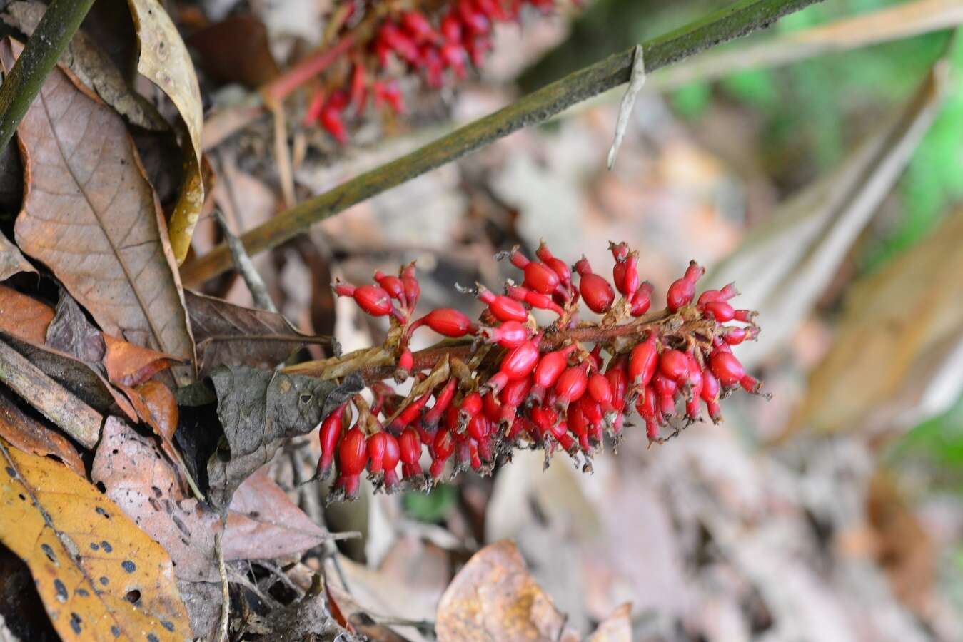 Image of Renealmia mexicana Klotzsch ex Petersen