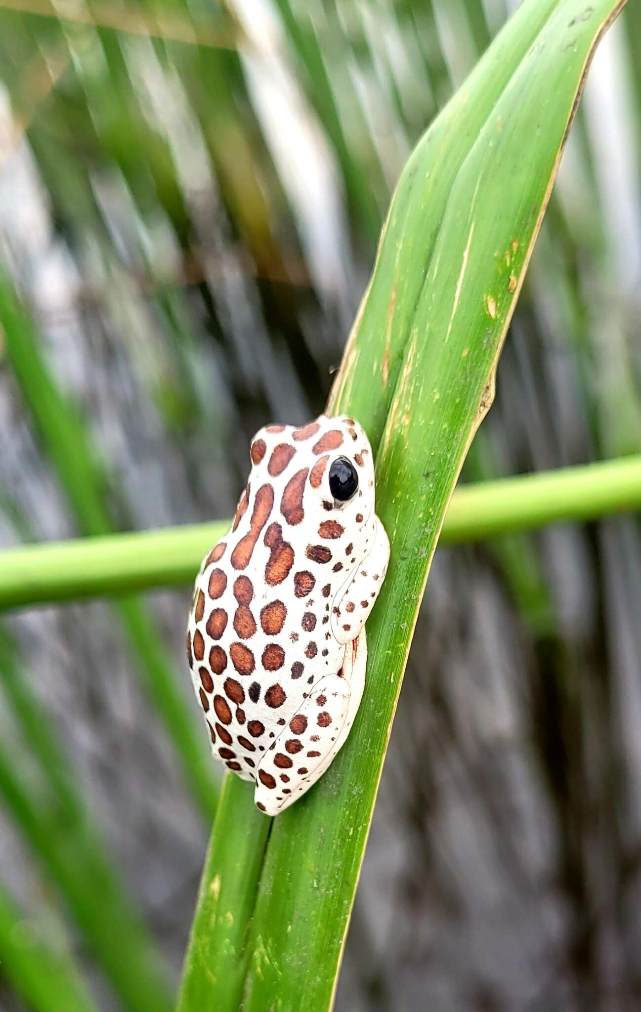 Image of Angolan Reed Frog