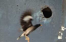 Image of Jungle Myna