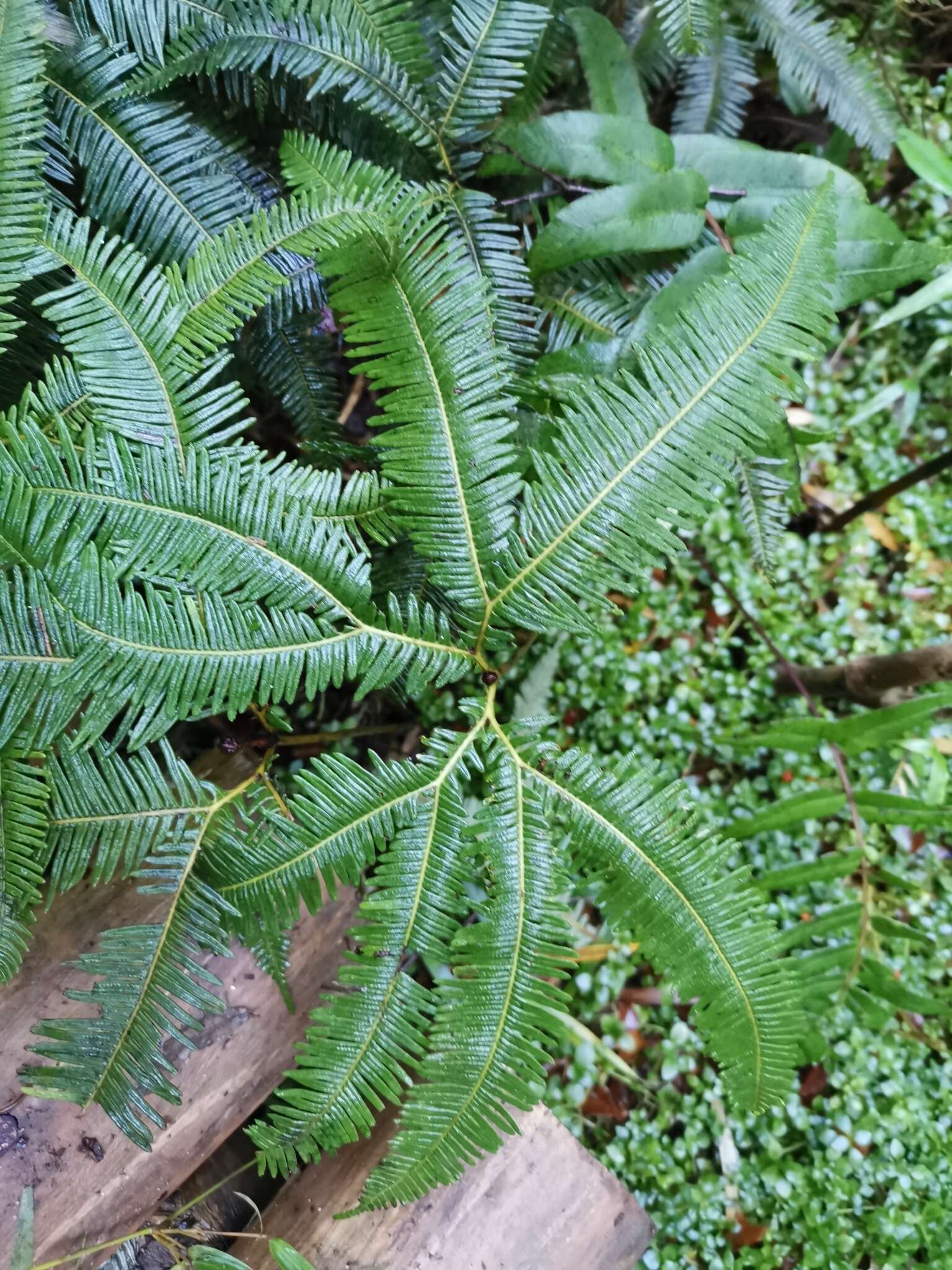 Image of Sticherus quadripartitus (Poir.) Ching