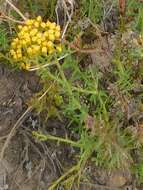 Image of Athanasia juncea (DC.) D. Dietr.