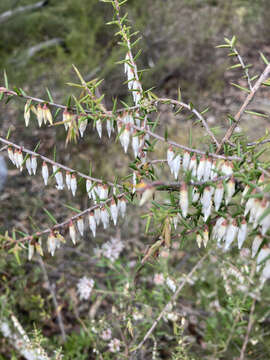 Image of Styphelia fletcheri subsp. fletcheri