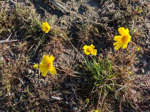 Imagem de Coreopsis californica (Nutt.) H. K. Sharsmith