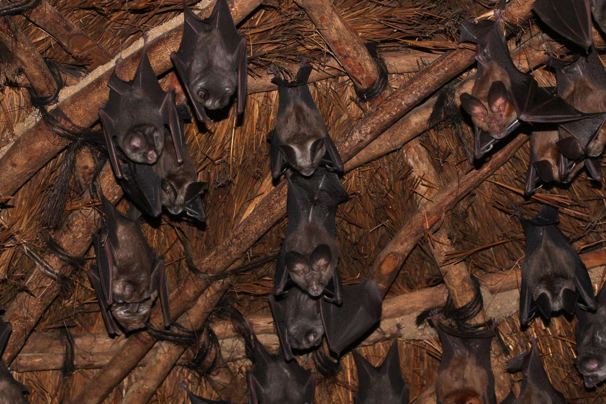 Image of Cape Long-eared Bat