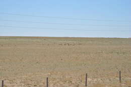 Image of Mongolian Saiga