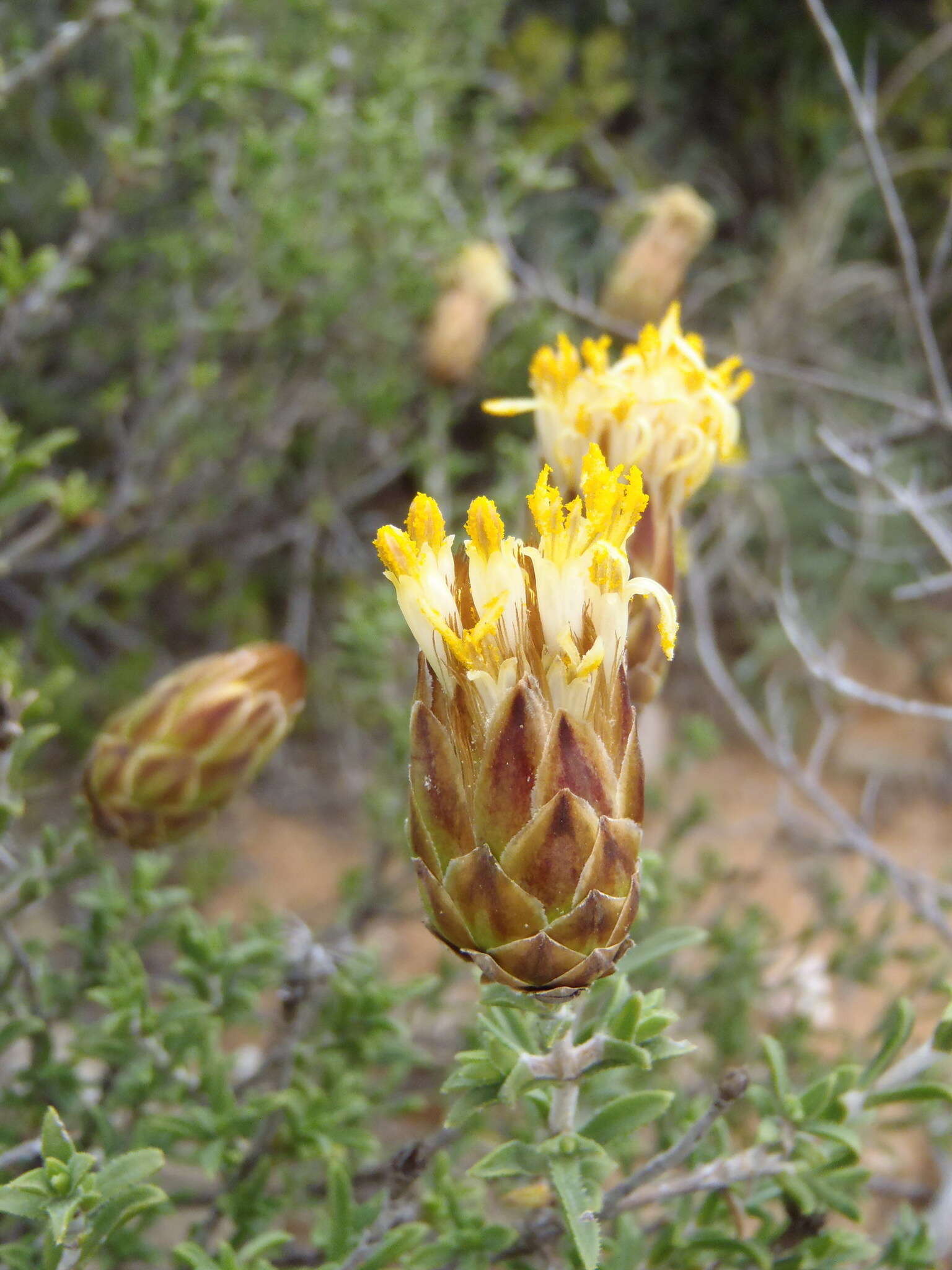 Image of Pteronia staehelinoides DC.