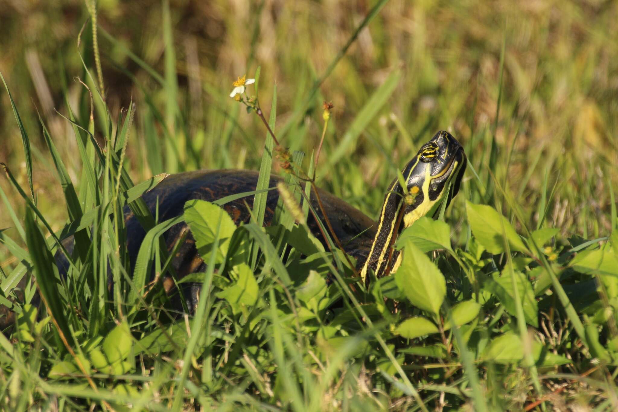 Image of Peninsula Cooter