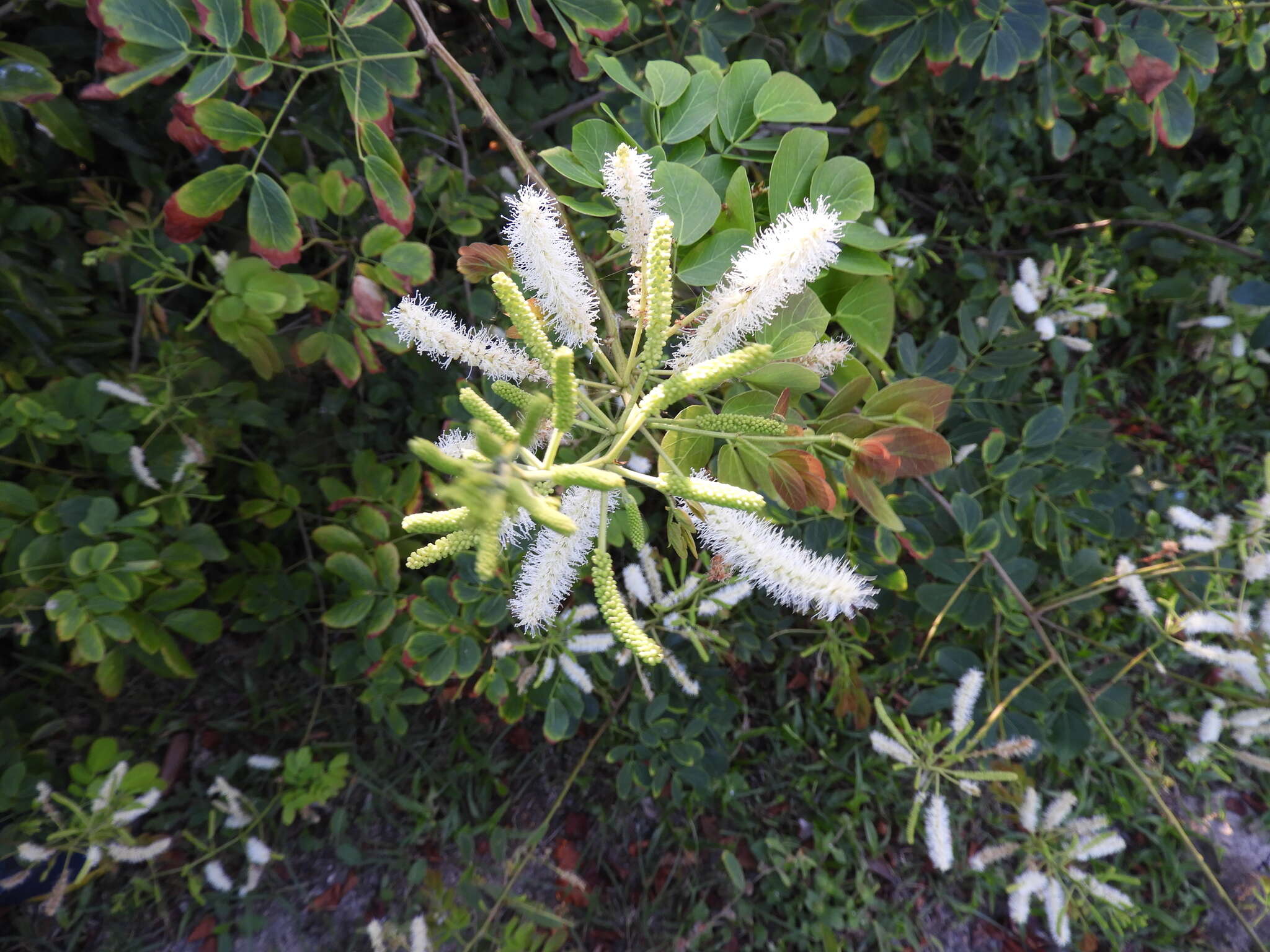 Image of Mimosa caesalpiniifolia Benth.