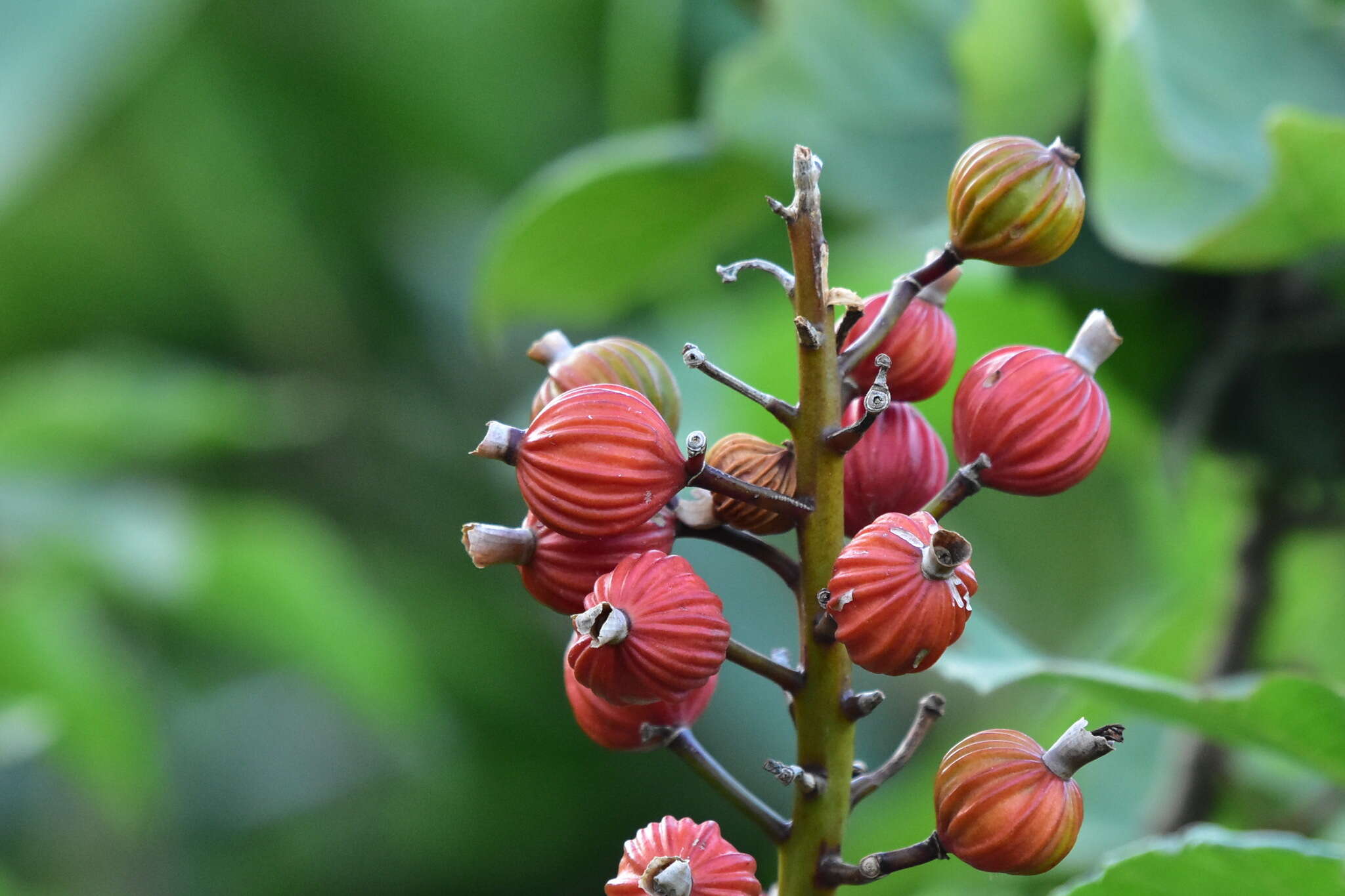 Image of Alpinia koshunensis Hayata