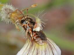 Image of Lasioglossum platychilum Walker 1999