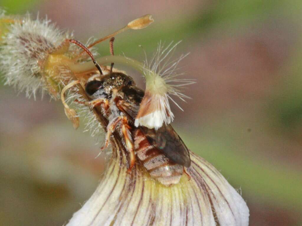 Lasioglossum platychilum Walker 1999 resmi