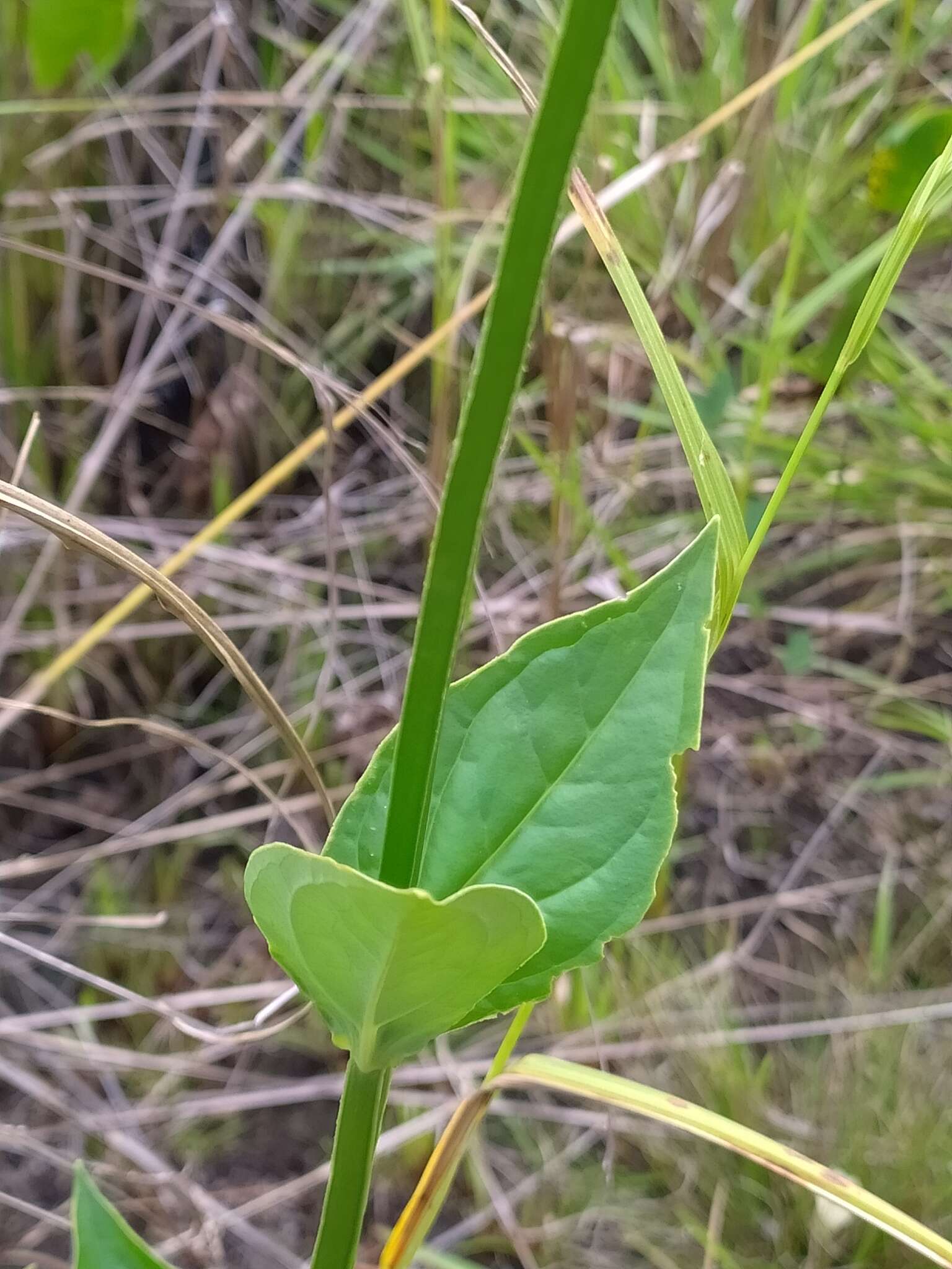 Image of Chelonanthus alatus Standl.