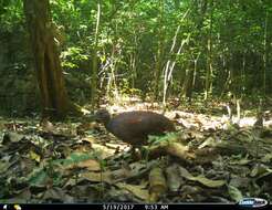 Image of Eastern Thicket Tinamou