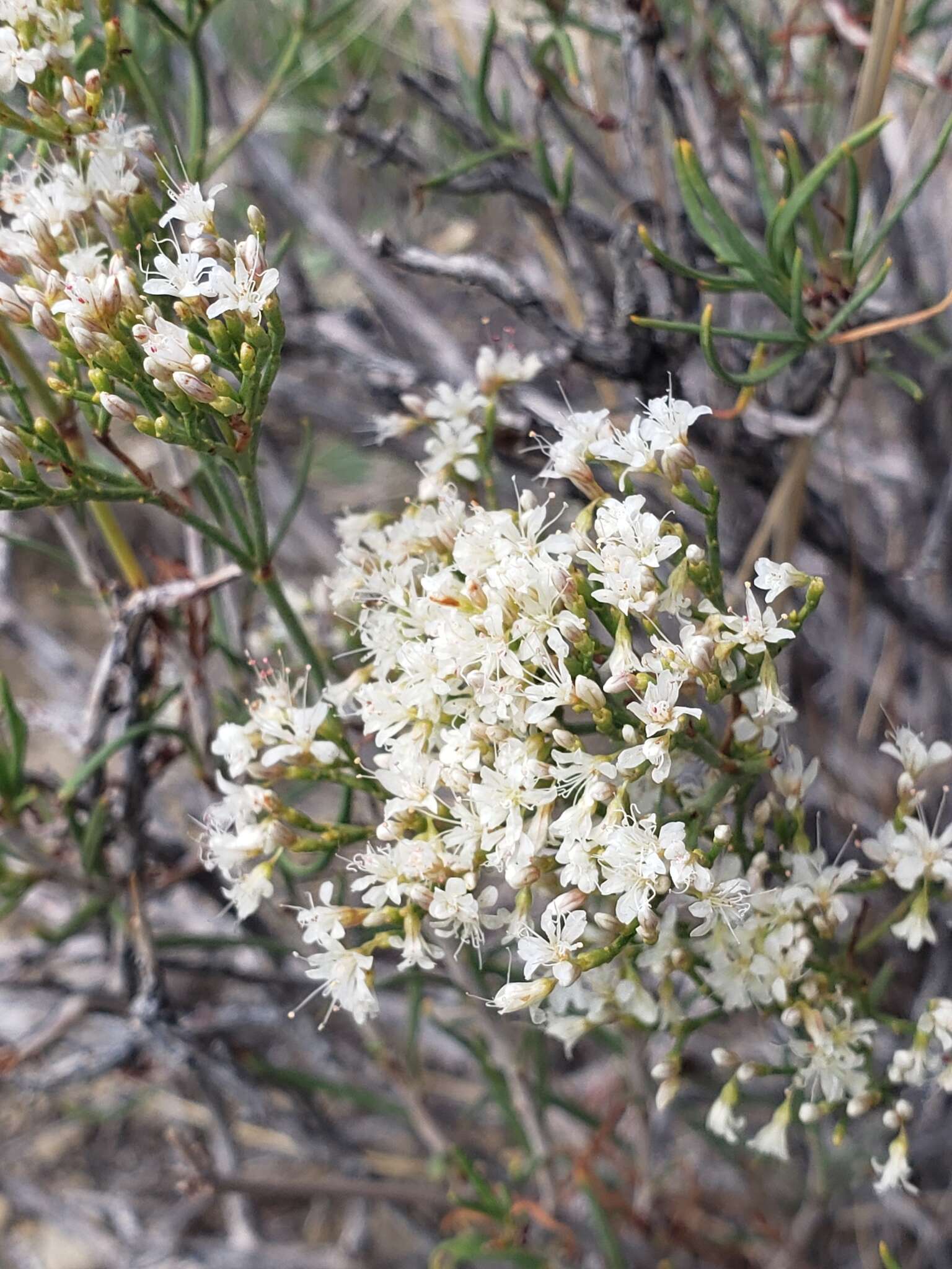 Imagem de Eriogonum leptophyllum (Torr. & Gray) Woot. & Standl.