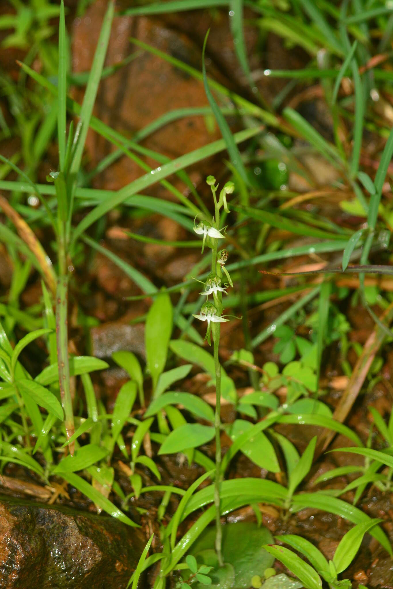 Image of Habenaria diphylla (Nimmo) Dalzell