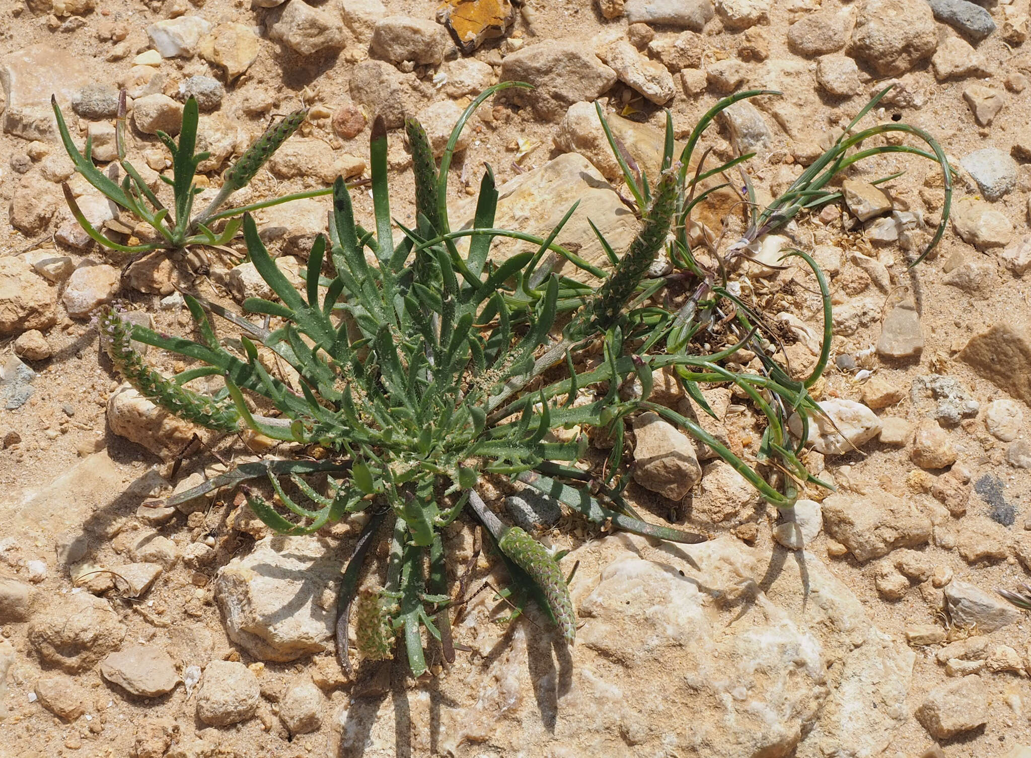 Image of Plantago weldenii Rchb.