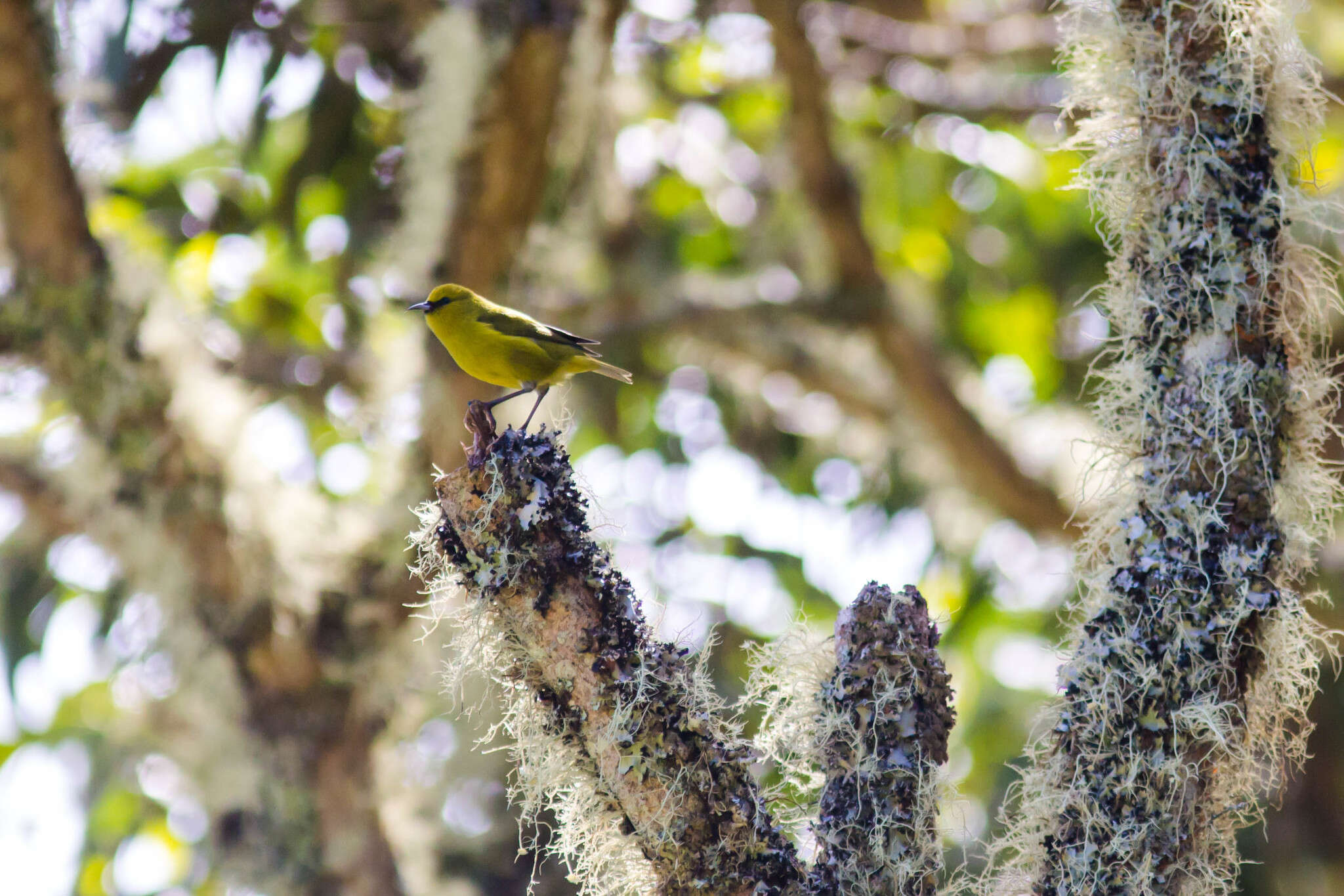 Image of Chlorodrepanis virens virens (Gmelin & JF 1788)