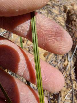 Image of Babiana scariosa G. J. Lewis