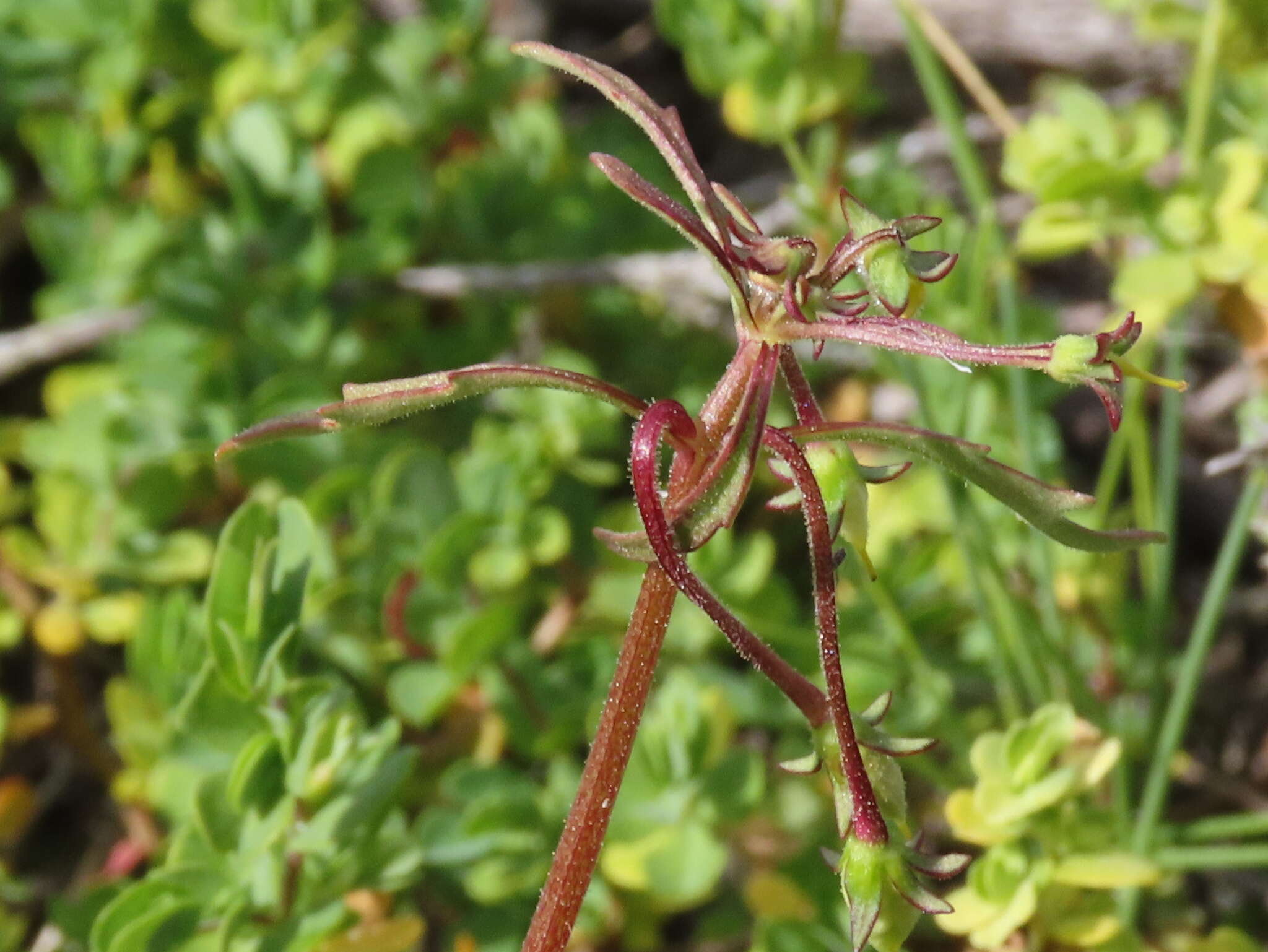 Imagem de Hemimeris sabulosa L. fil.