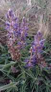 Image of Lupinus multiflorus Desr.