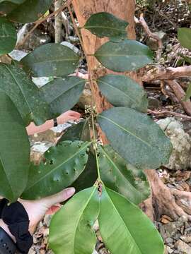 صورة Syzygium branderhorstii Lauterb.