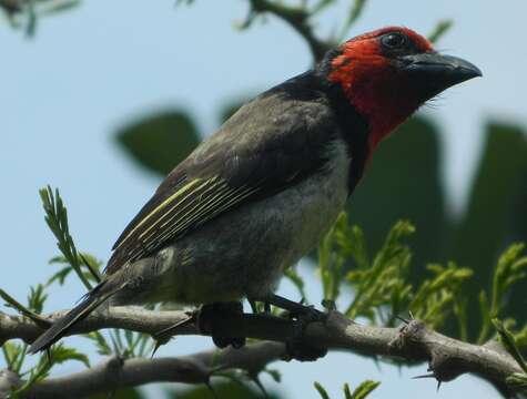 صورة Lybius torquatus torquatus (Dumont 1805)